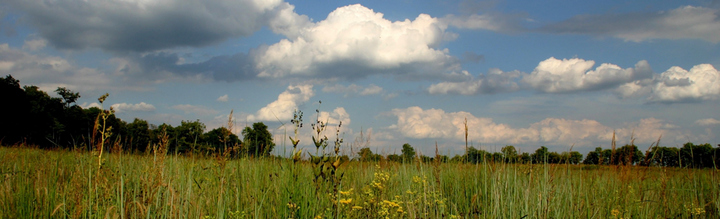 Prairie Grass