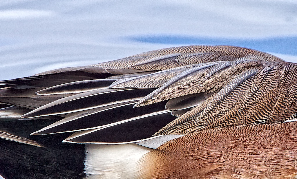 Avian Landscape