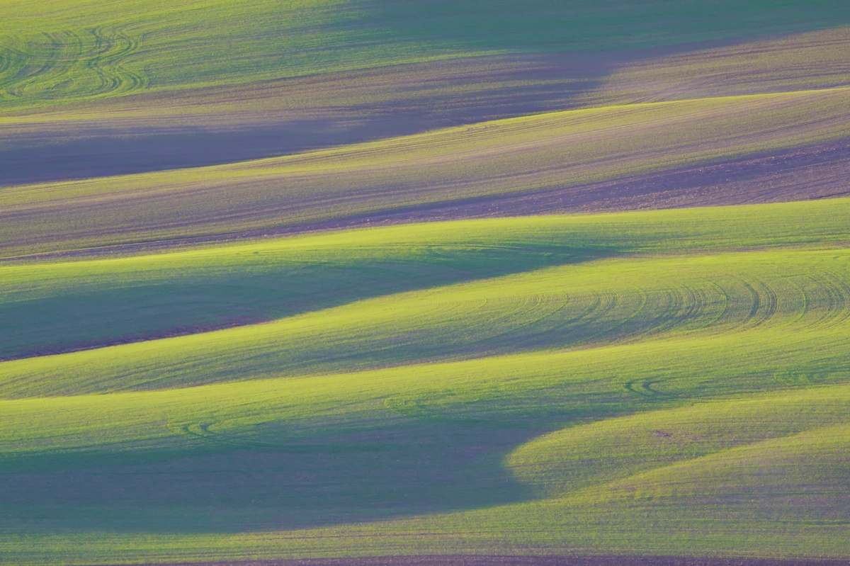 Wheat = grass