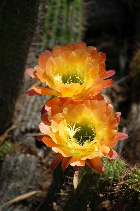 Apricot Glow