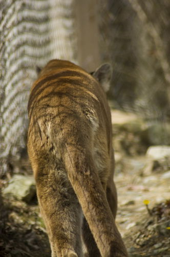 Mountain Lion Leaving