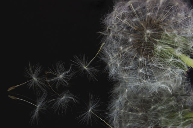 Dandelion reflection