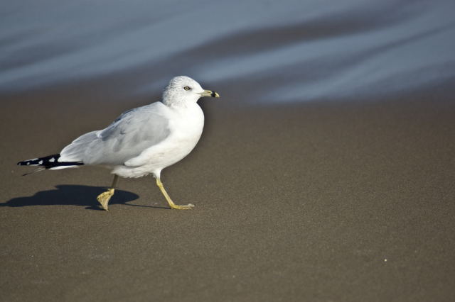 Wandering Seagull
