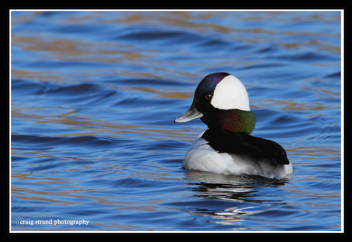 Bufflehead drake