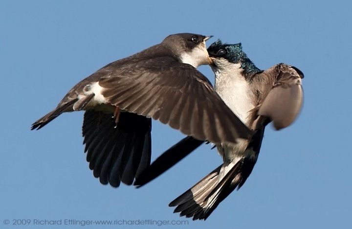 Tree Swallows Feeding