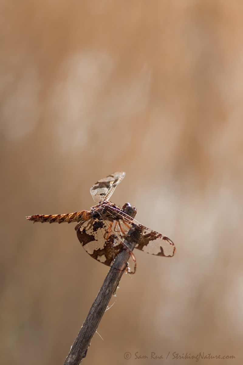 Wild Dragonfly