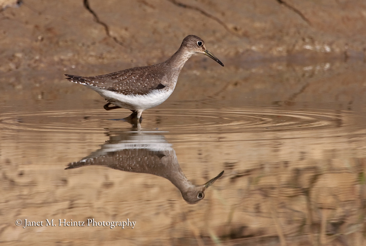 Solitary Sandpiper