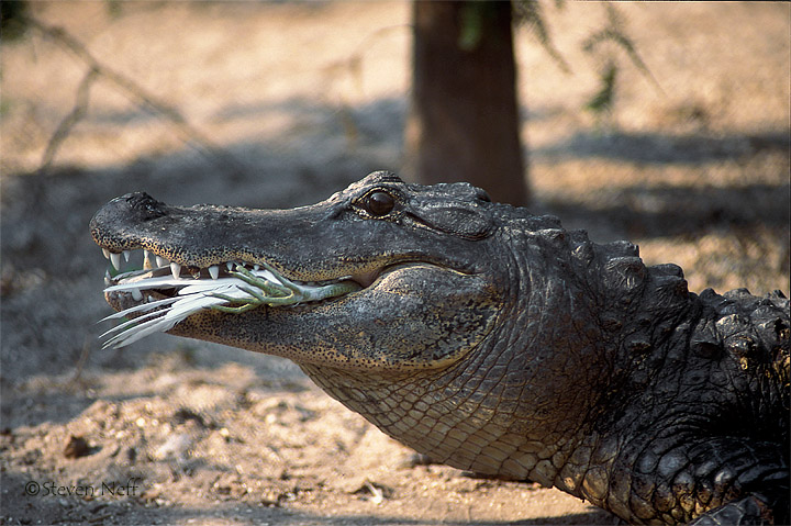 Head First
