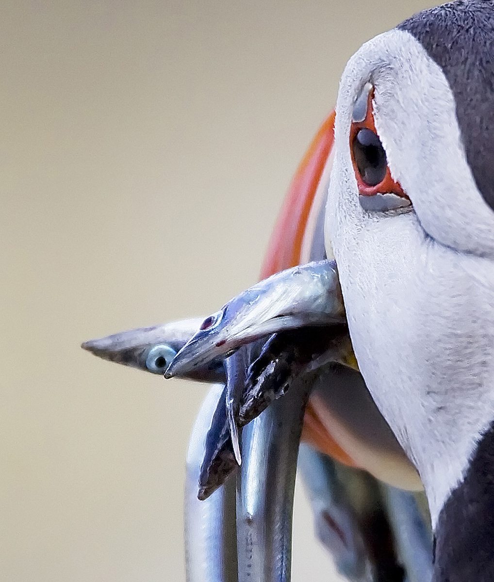 Atlantic Puffin Portrait
