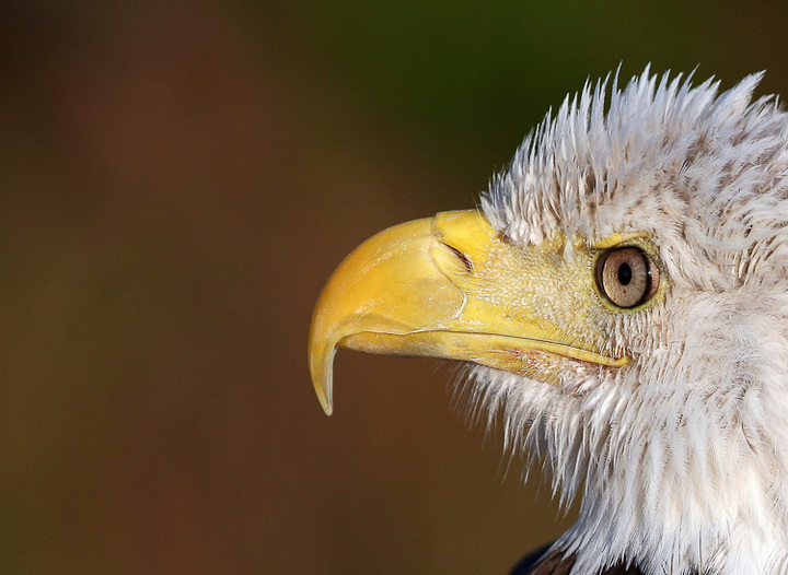 WC#409 Eagle Beak
