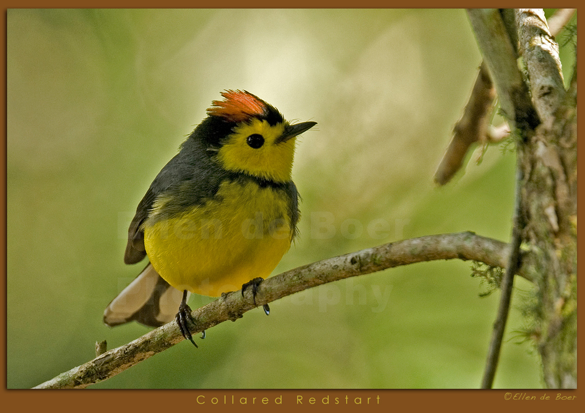 Collared Redstart...
