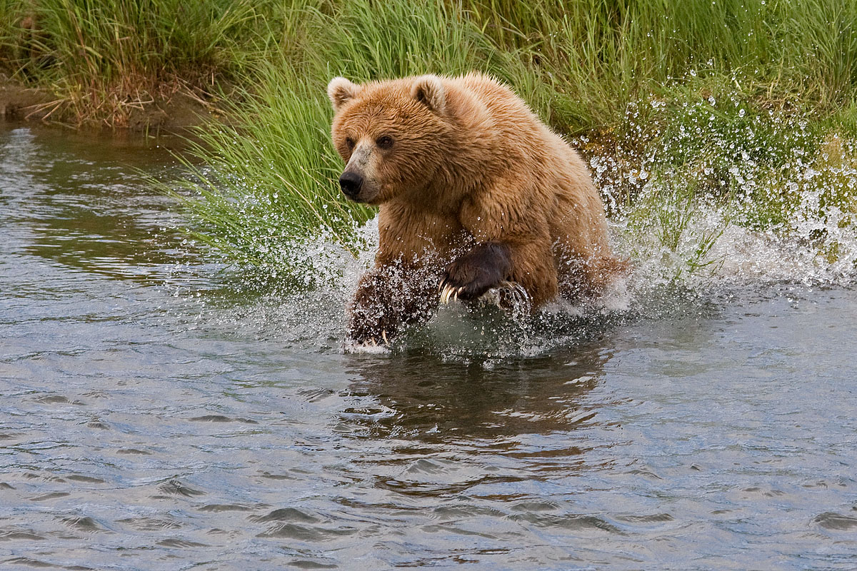 Charging Brown Bear #2