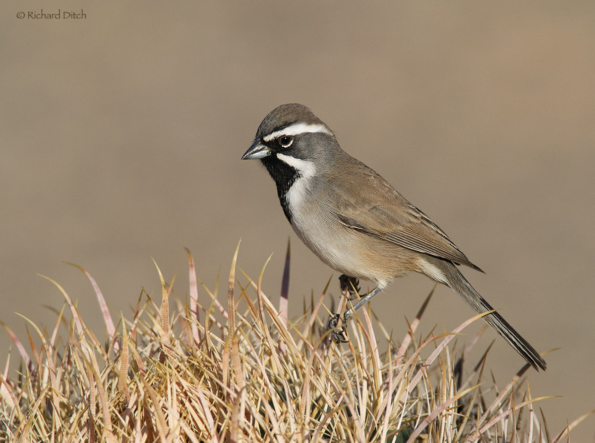 Black-throated Sparrow