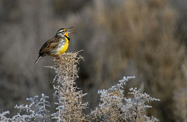 Western Meadowlark