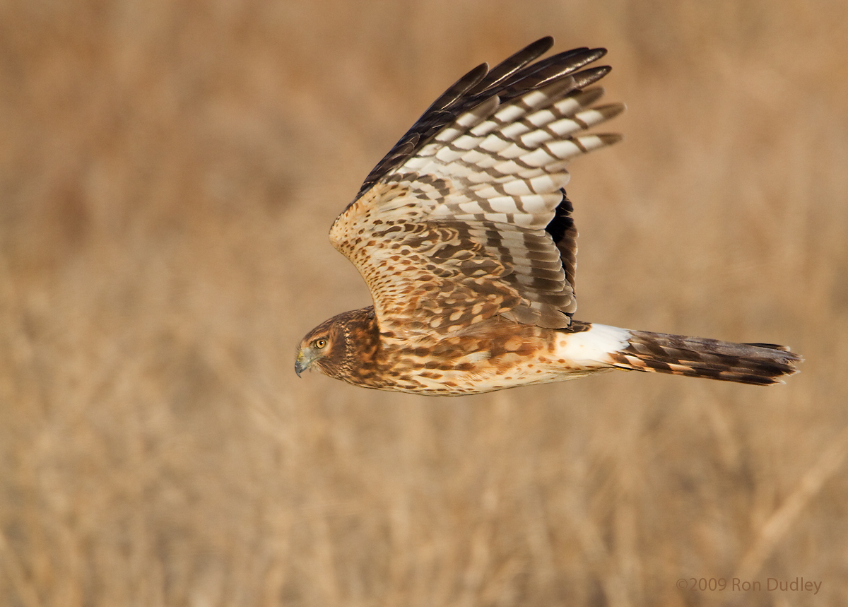 Northern Harrier