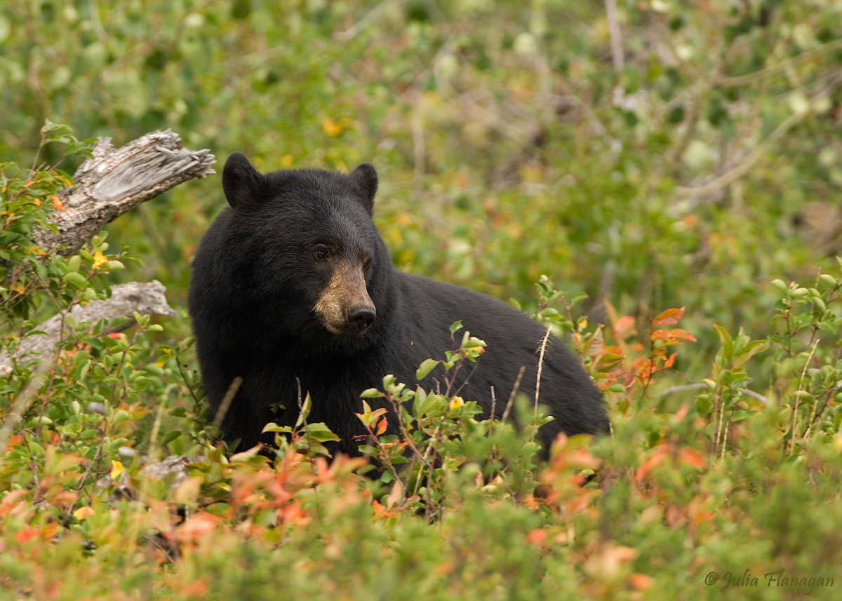 Black Bear