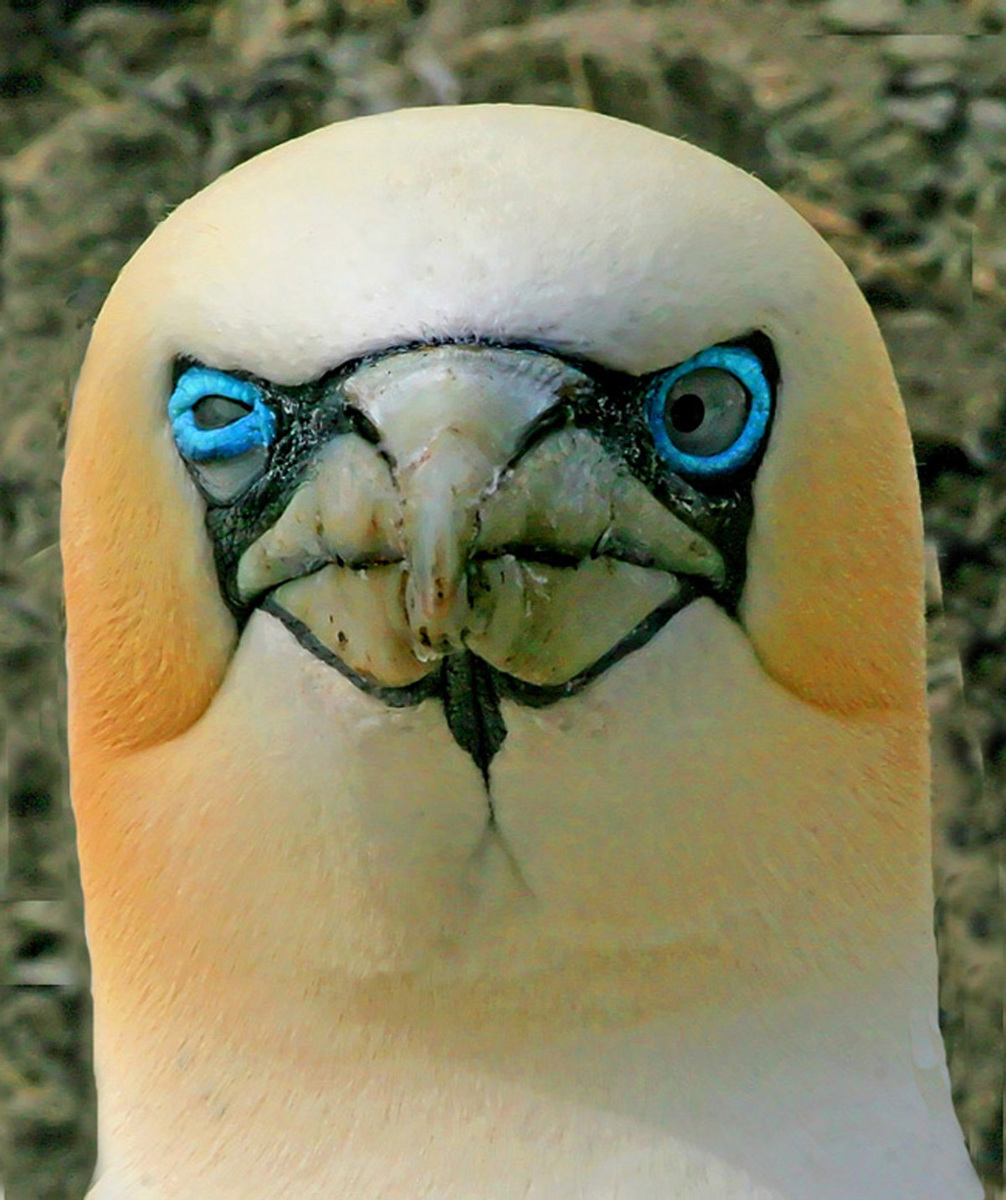 Beaky Gannet