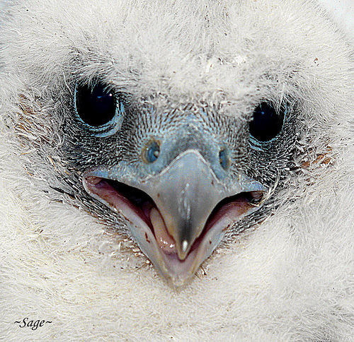 ~Peregrine falcon eyass~