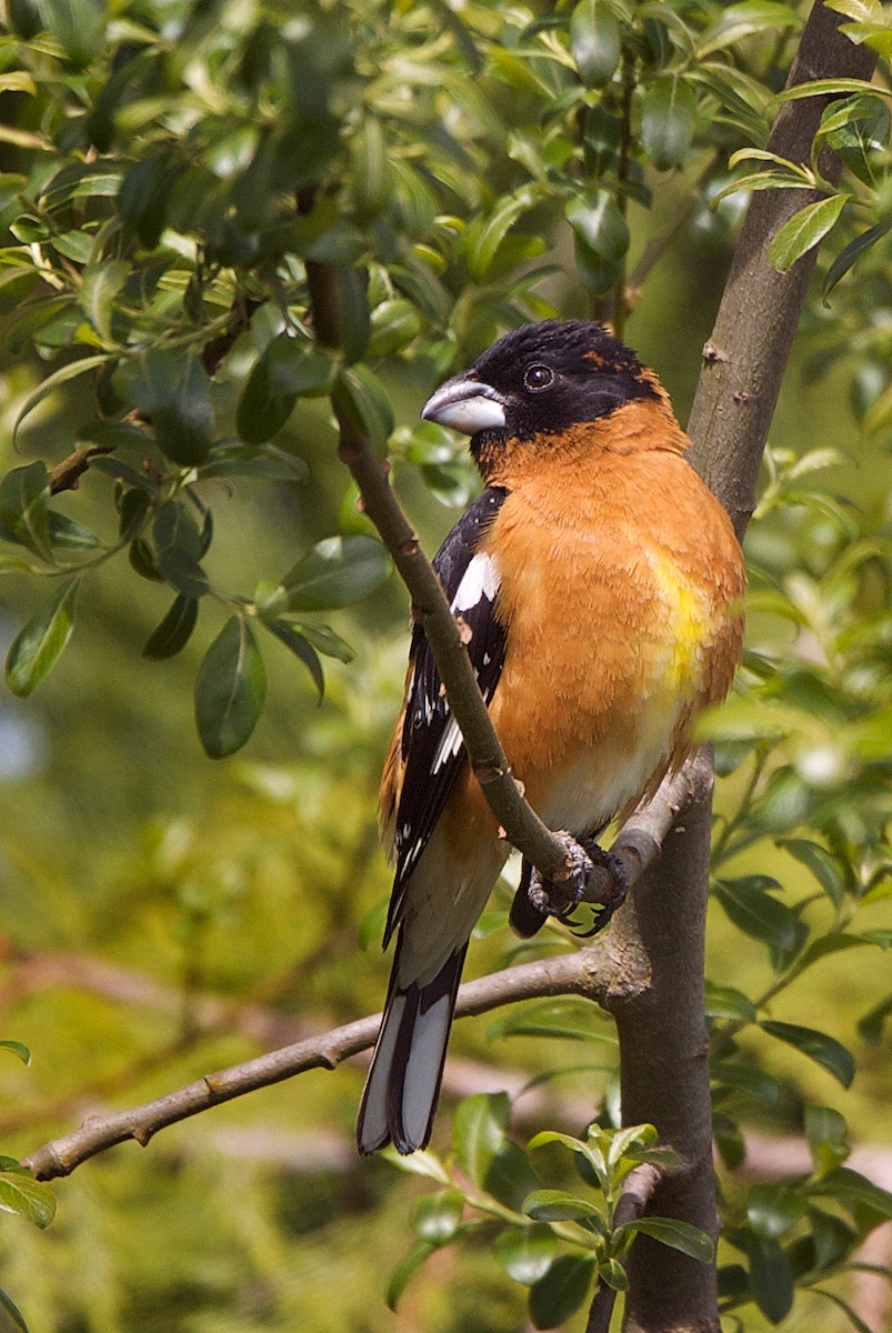Black-headed GrosBEAK