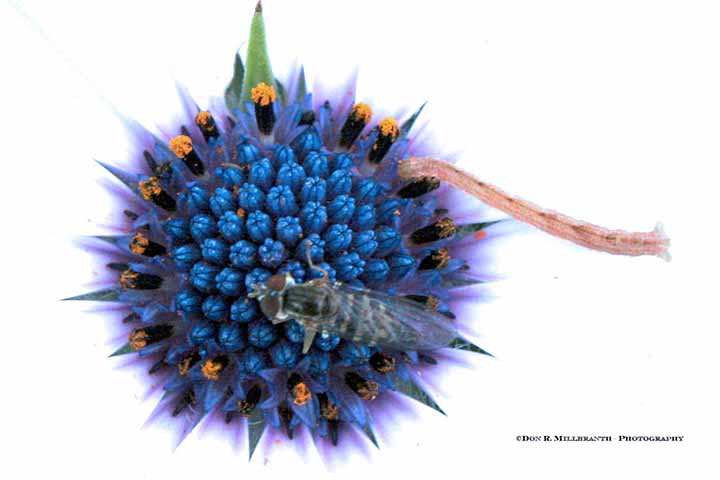 African Daisy w/ Friends
