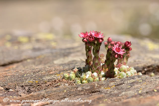 Sempervivum arachnoideum