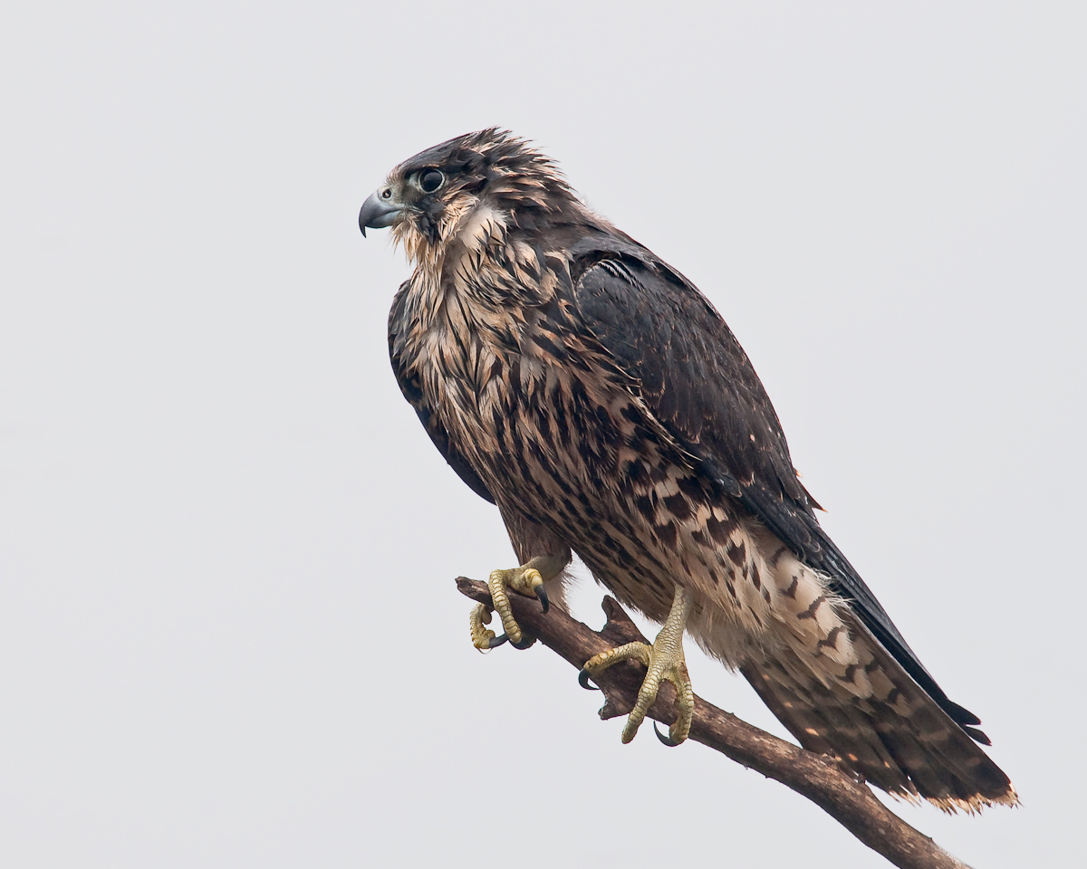 Peregrine  Falcon