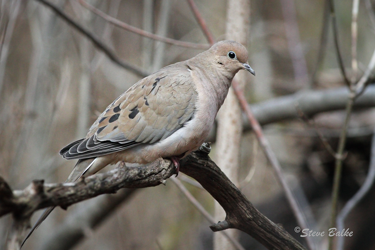 Mourning Dove