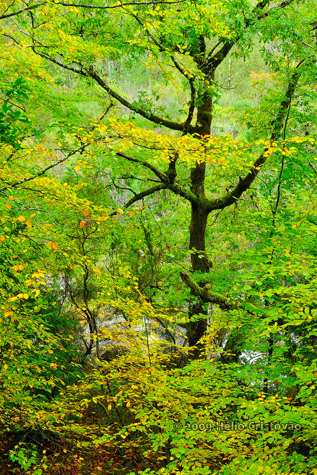 Forest Queen