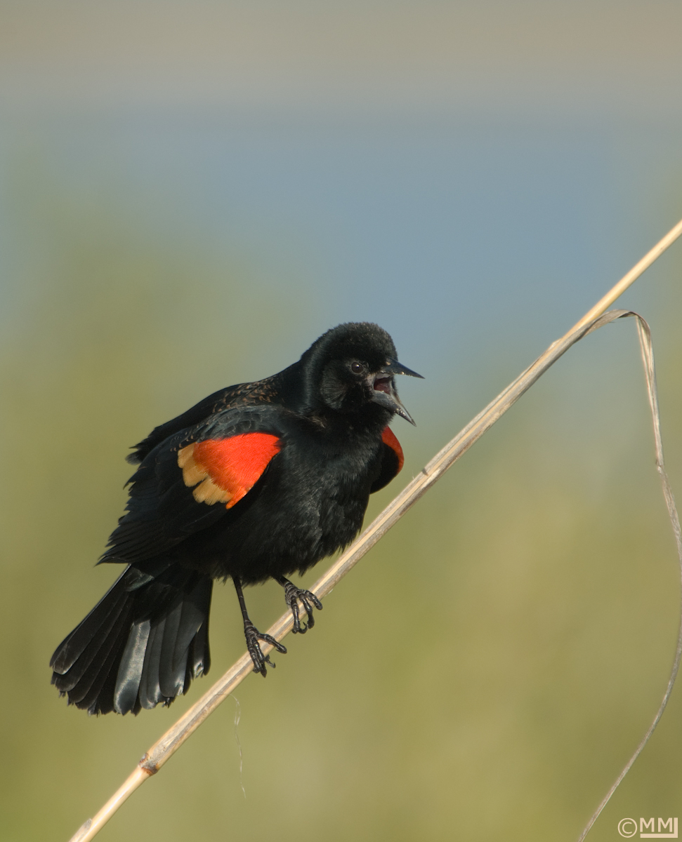Red-winged Blackbird