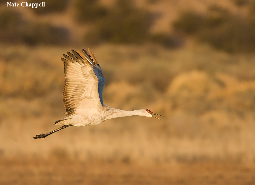 Sandhill Crane Calling - Bosque
