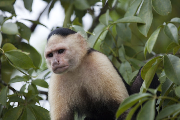 Panama Monkey