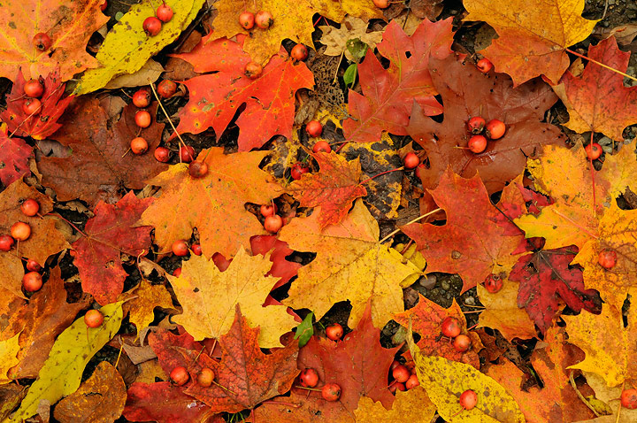 Vivid autumn scene