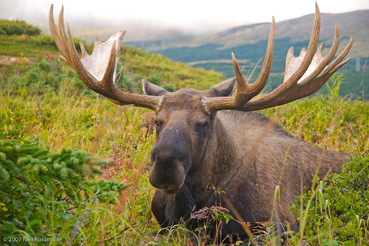 Fall Moose