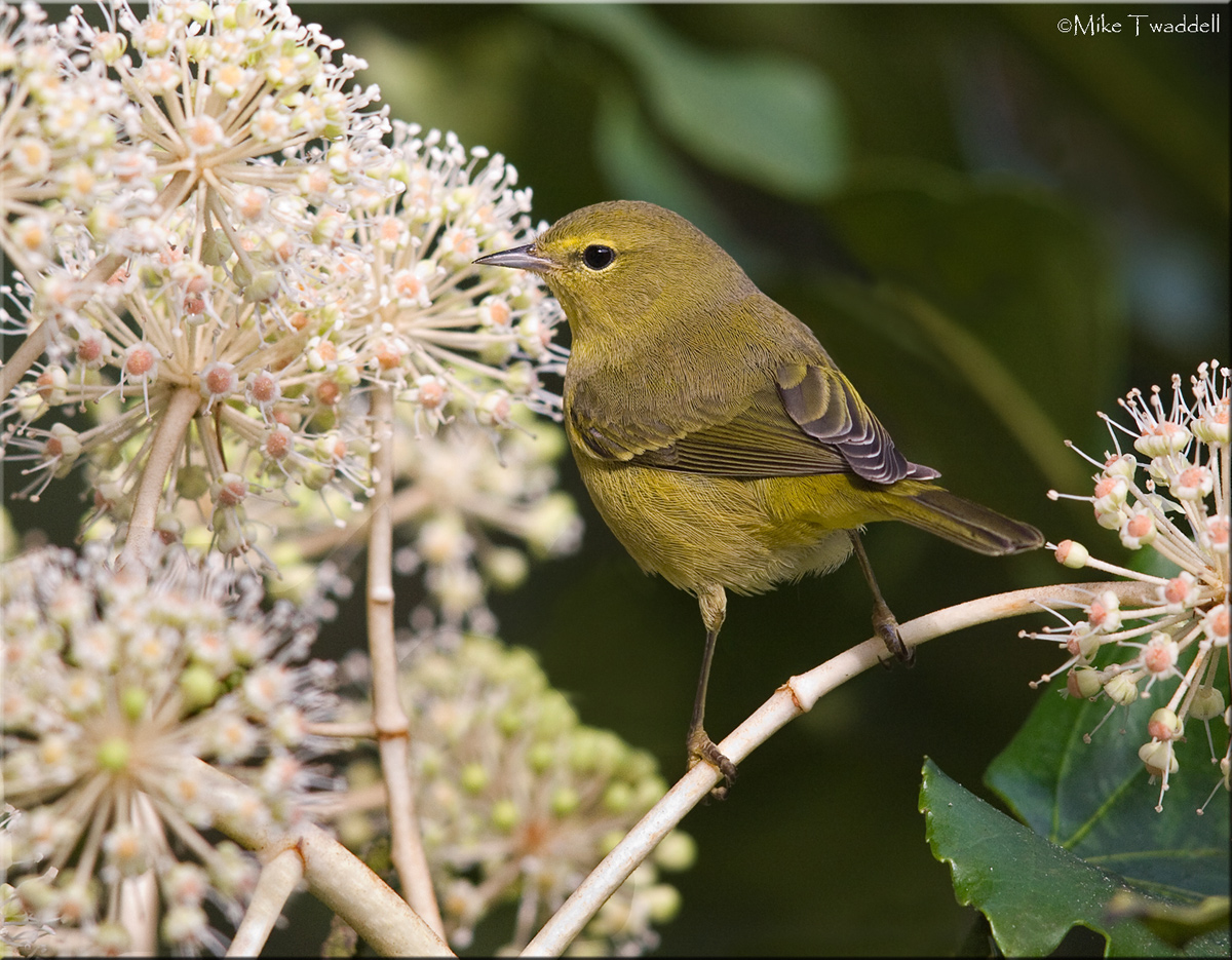 Orange Crowned Warbler