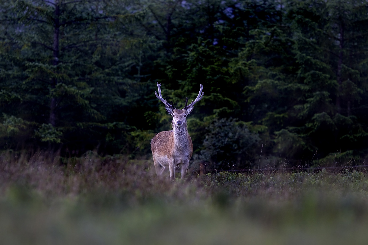 Red Deer