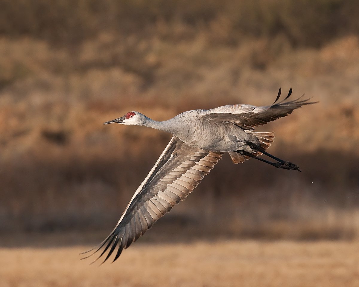 Sandhill Crane