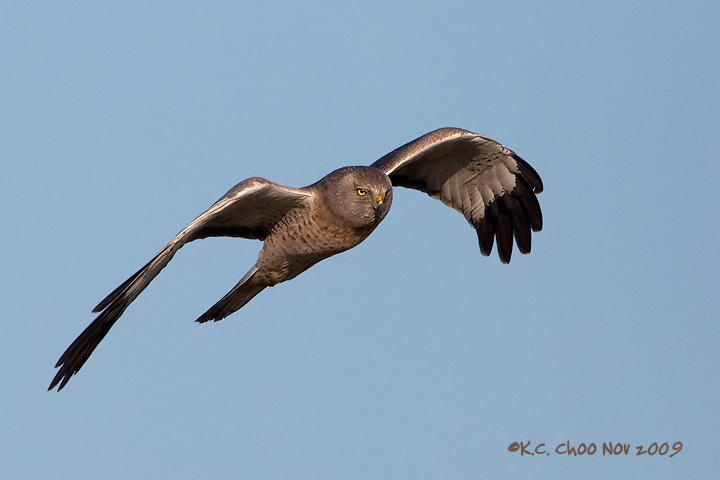 Northern Harrier (Male)