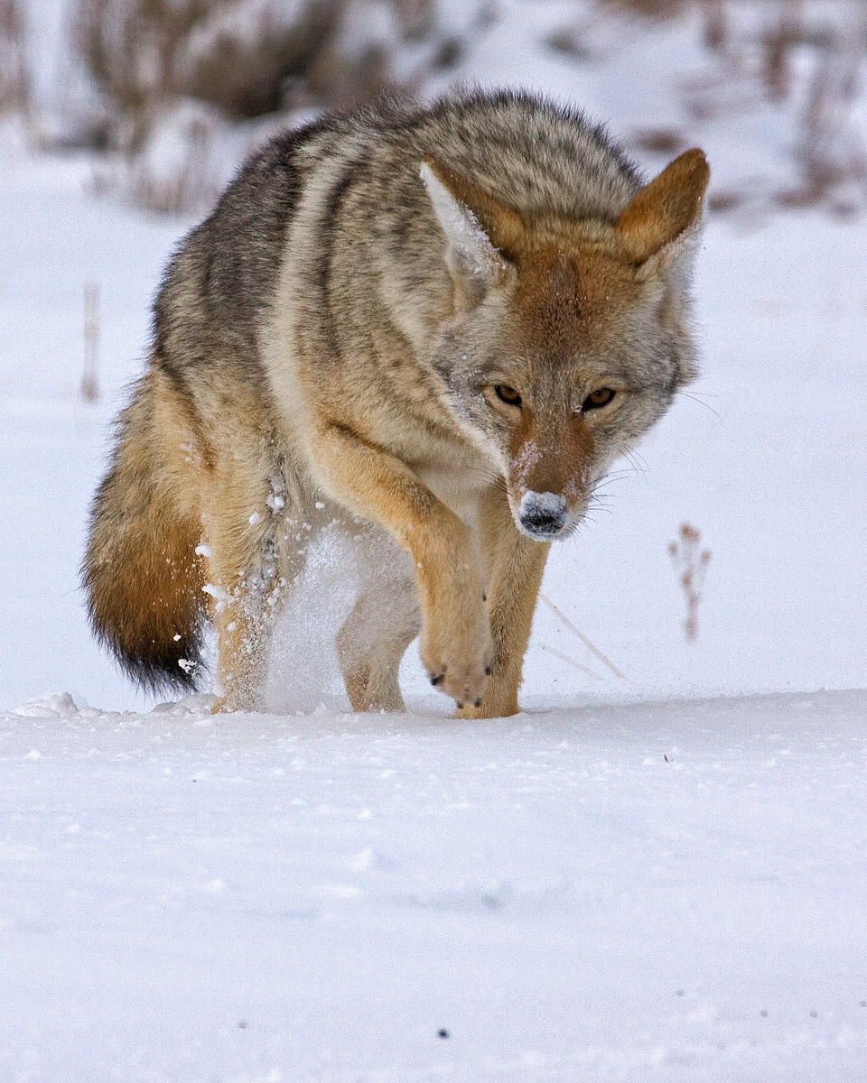 Winter Coyote