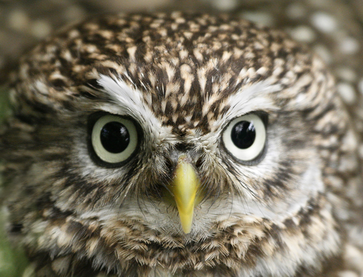 Little Owl 