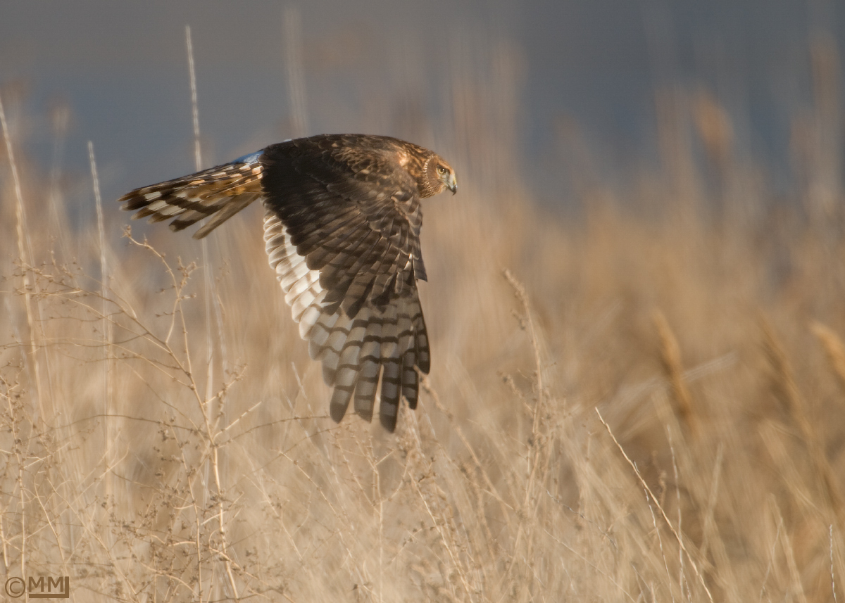 Northern Harrier