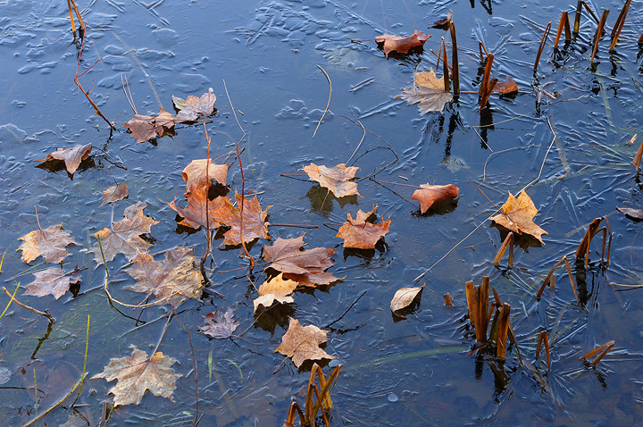 Leaves and etchings