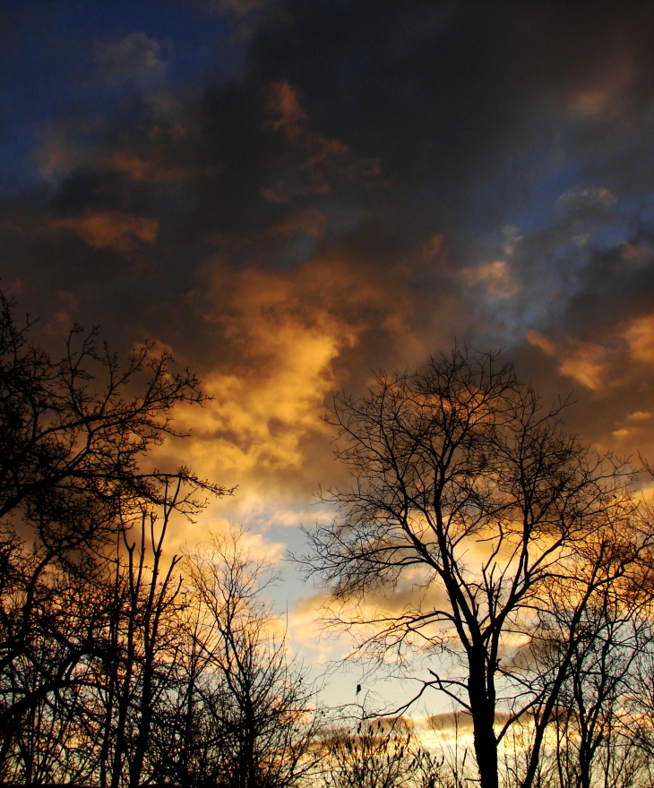 Tiger Sunrise