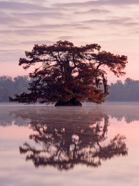 Before Dawn