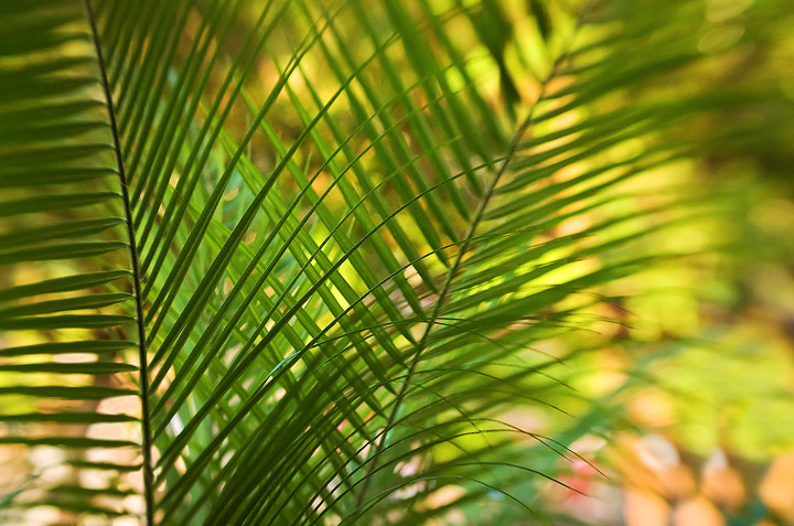 Fronds