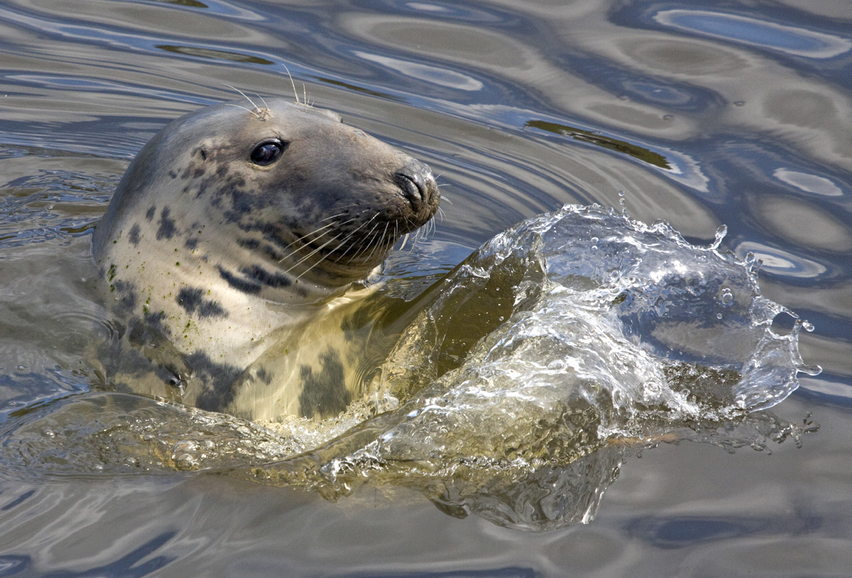Grey Seal