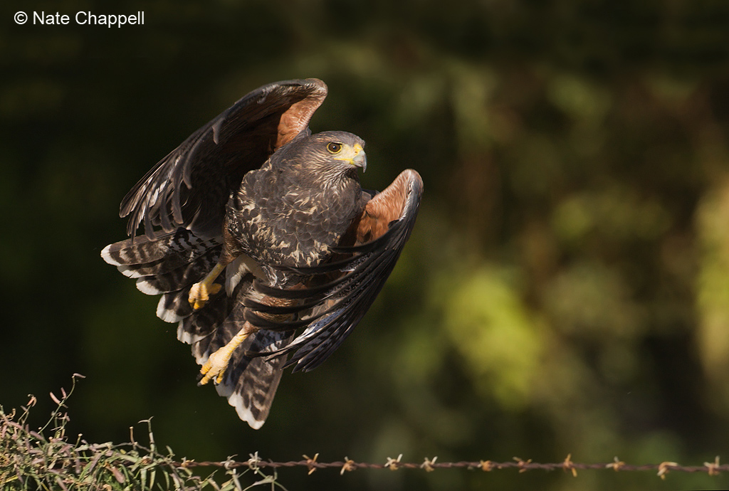 Harris's Hawk