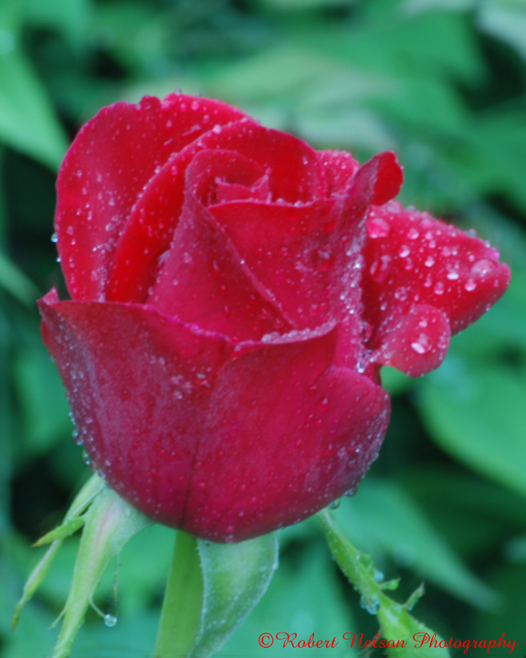 rainy rose