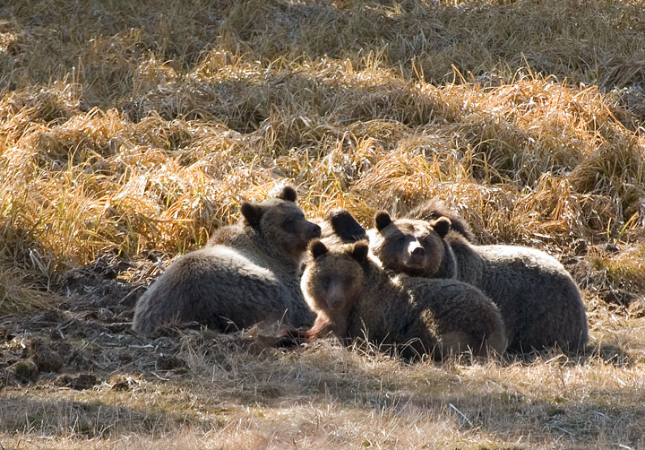 Grizzly Family