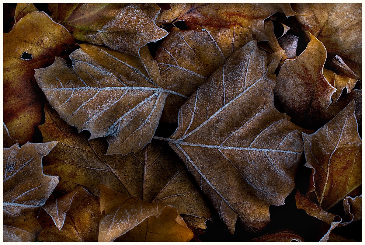 Frosted Leaves