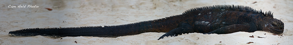 Marine Iguana Panorama + Repost